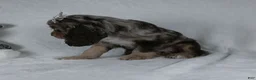 Cocker Spaniel dogs for sale: Iyla - Ad 7