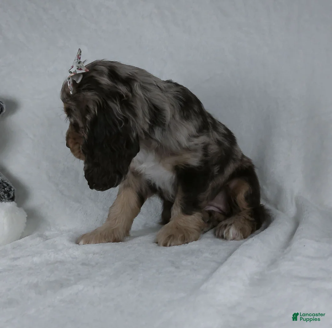 Cocker Spaniel dogs for sale: Iyla - Ad 7