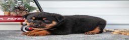 Rottweiler dogs for sale: Hank - Ad 1
