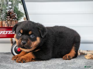 Rottweiler dogs Hank - Ad 35