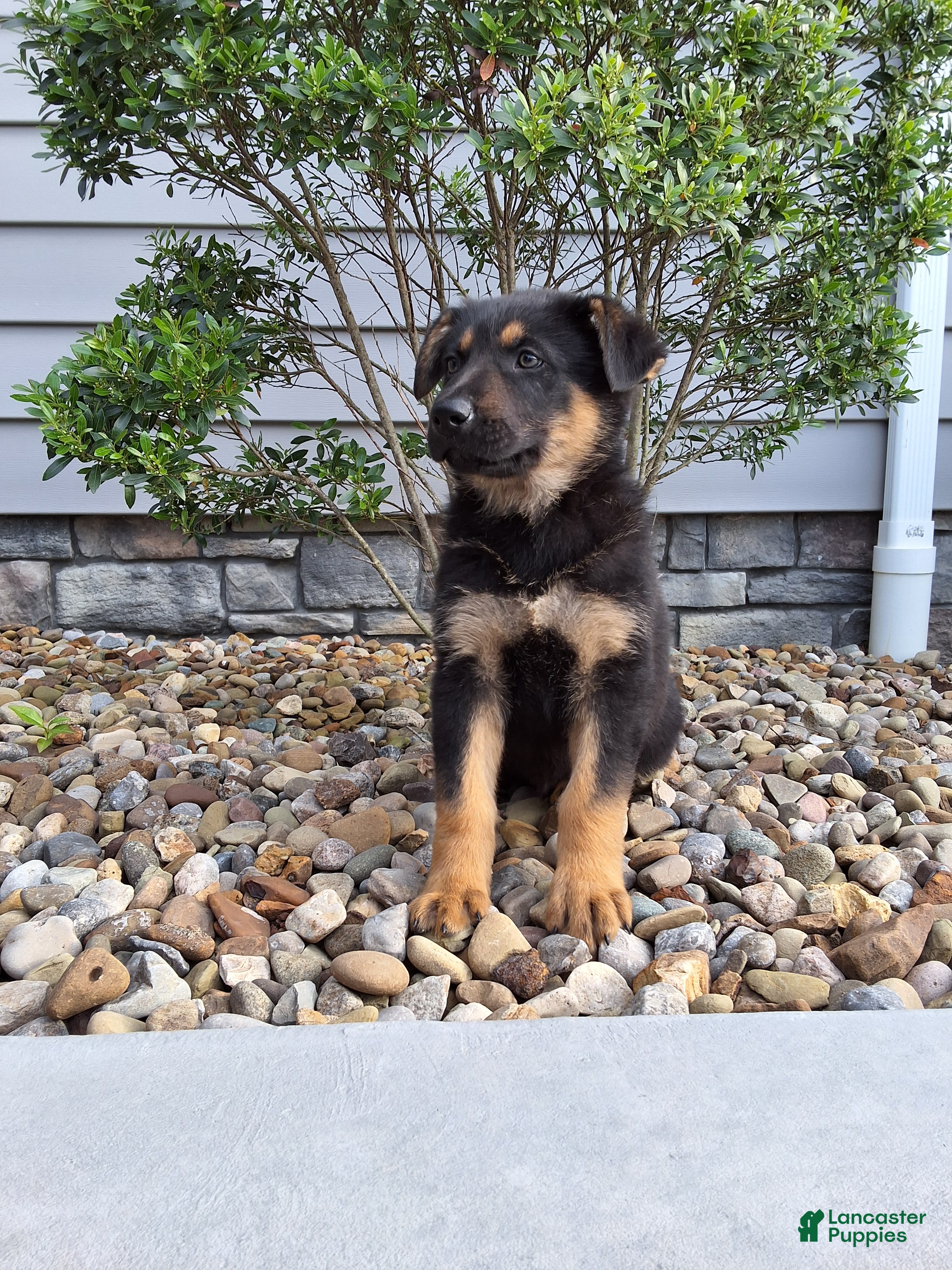 German Shepherd dogs Karl - Ad 1