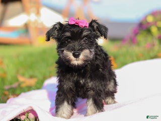 Miniature Schnauzer dogs - Ad 6