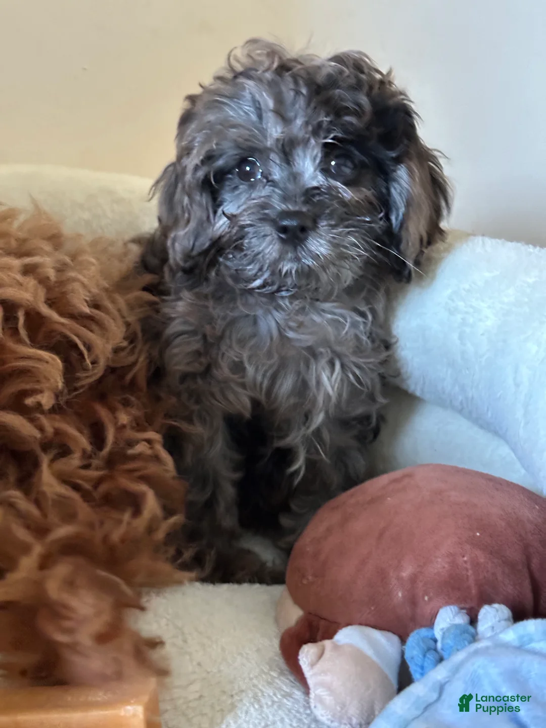Cavapoo dogs for stud: TINY DOG - Ad 4