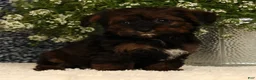 Yorkiepoo dogs for sale: Unity - Ad 4
