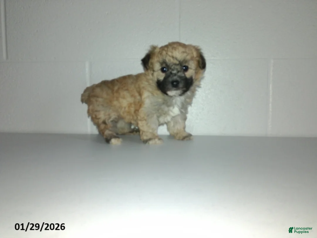 Yorkiepoo dogs for sale: Cara  - Ad 3