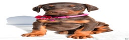 Doberman Pinscher dogs for sale: Lacey - Ad 6