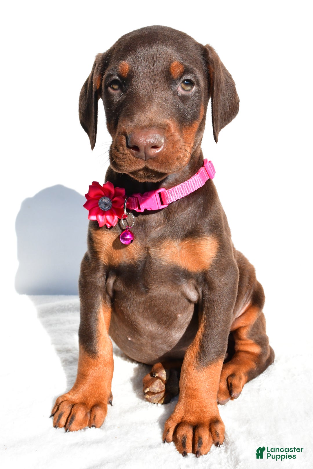 Doberman Pinscher dogs for sale: Lacey - Ad 6