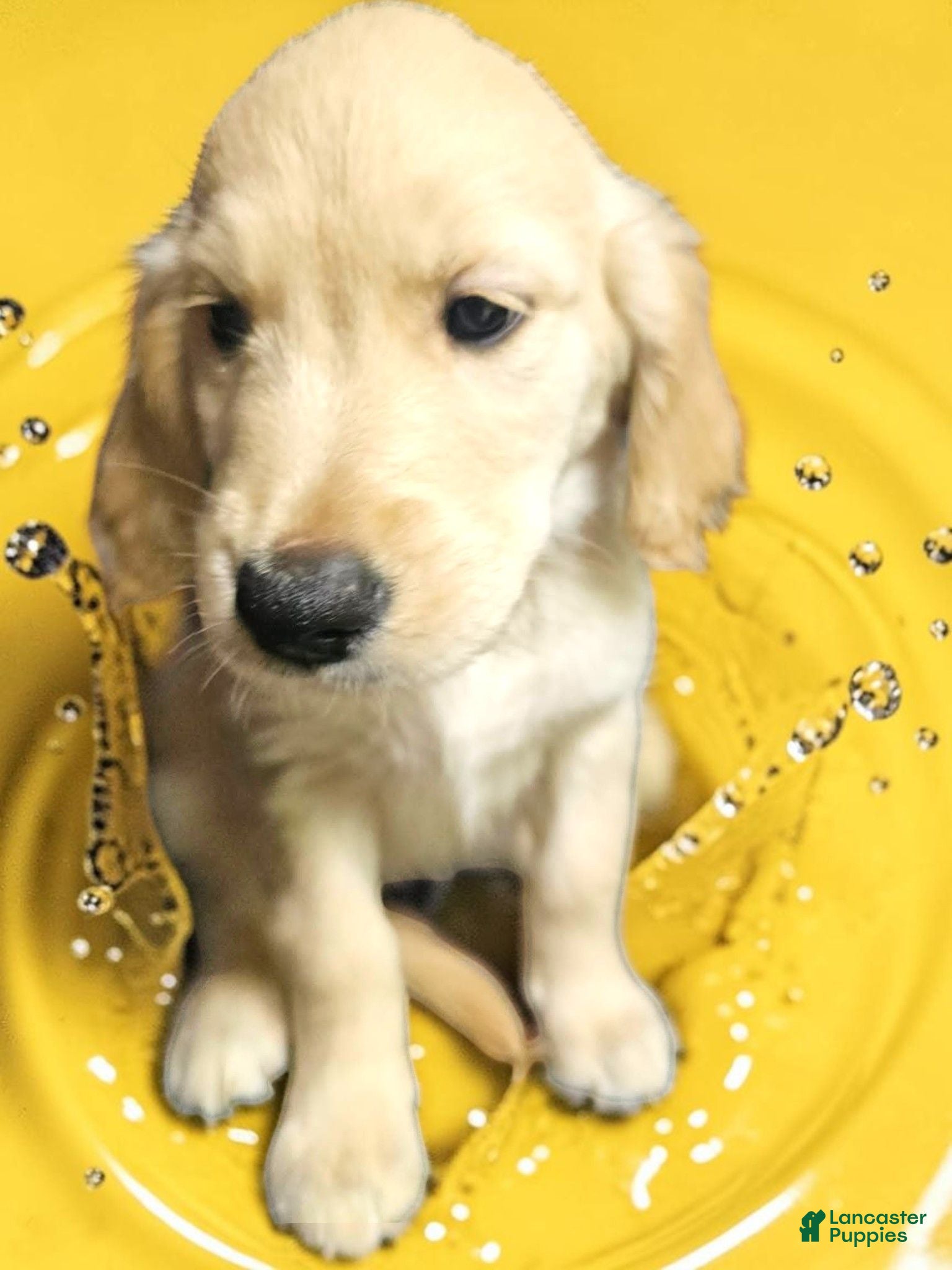 Golden Retriever dogs Golden Retriever 4 - Ad 1