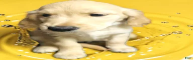 Golden Retriever 4
