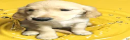 Golden Retriever dogs for sale: Golden Retriever 4 - Ad 1