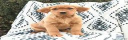 Golden Retriever dogs for sale: Queenie - Ad 1