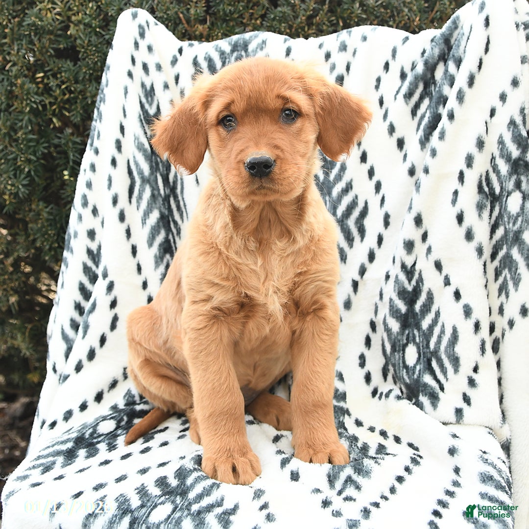 Golden Retriever dogs for sale: Queenie - Ad 1