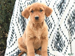 Golden Retriever dogs Queenie - Ad 41