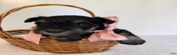 Miniature Schnauzer dogs for sale: Fluffy Miniature Schnauzer  - Ad 5
