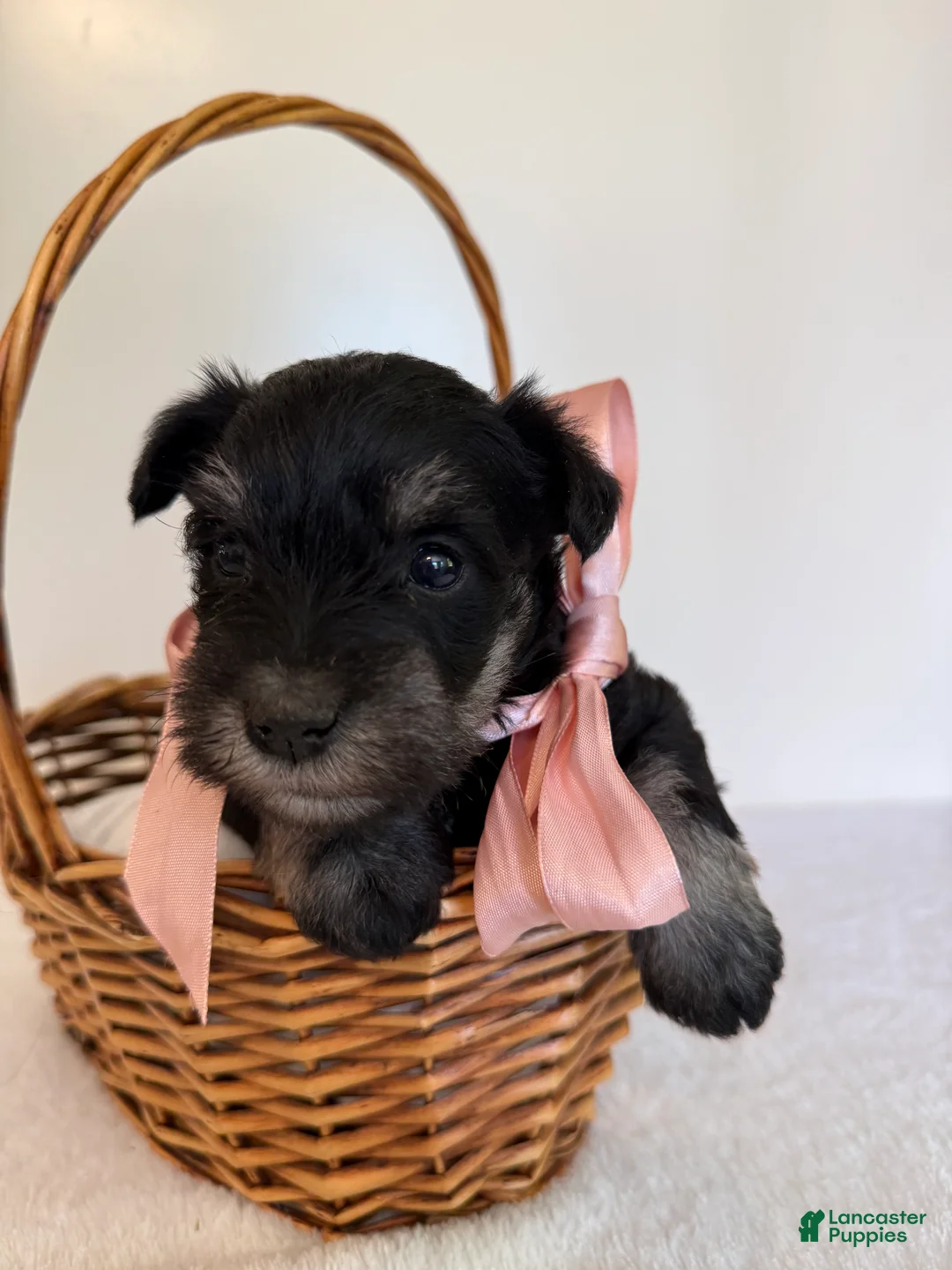 Miniature Schnauzer dogs for sale: Fluffy Miniature Schnauzer  - Ad 5