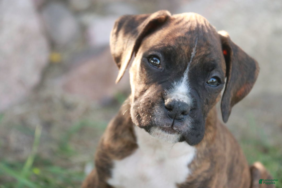 Boxer dogs for sale: Cole - Ad 6
