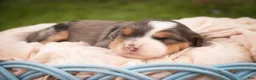 Bernedoodle dogs for sale: Willow Miniature Bernedoodle  - Ad 9
