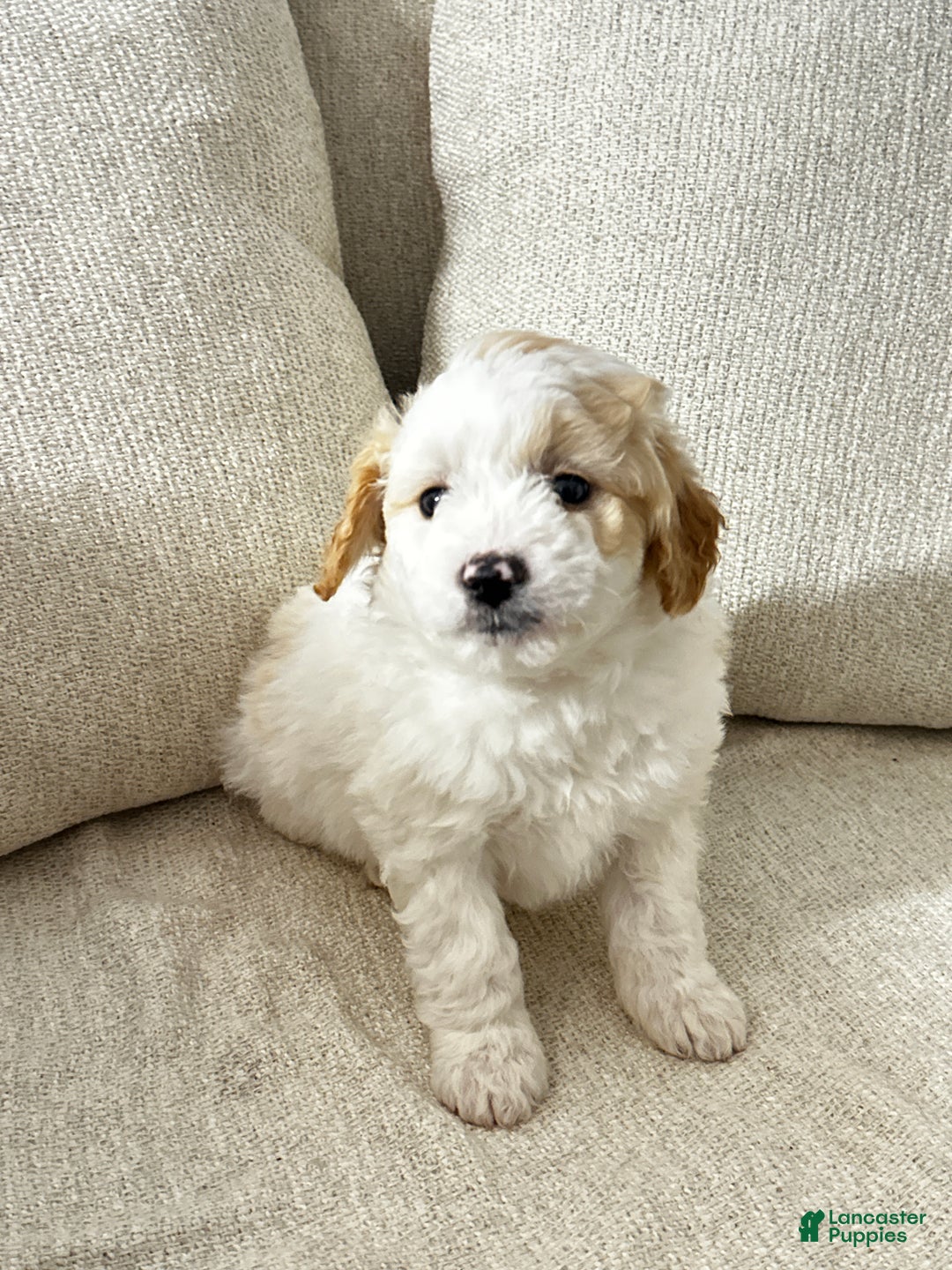 Mixed Breed dogs for sale: Wes - Ad 1