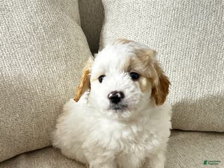 Mixed Breed dogs Wes - Ad 32