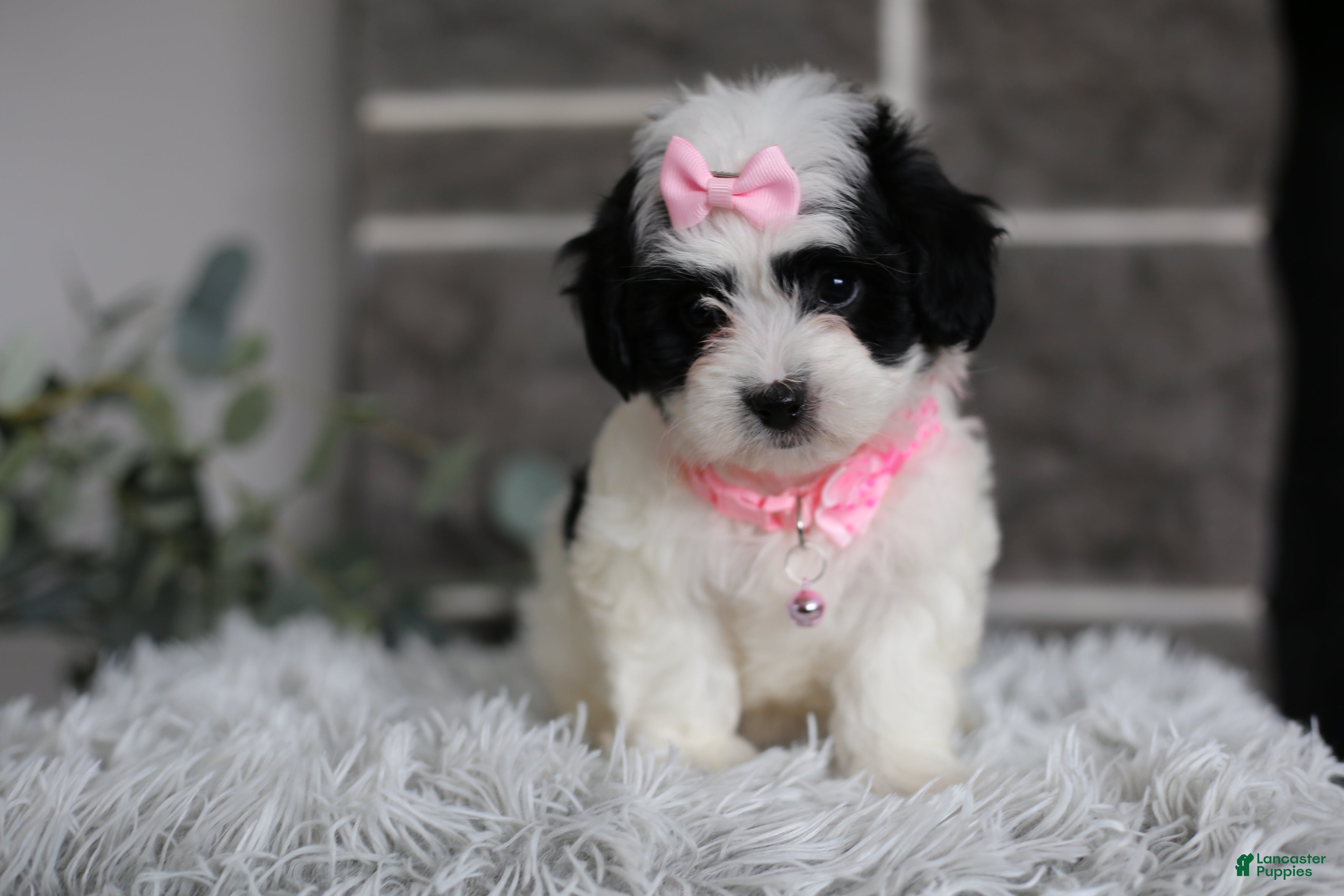 Maltipoo dogs Bonnie - Ad 9