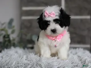 Maltipoo dogs Bonnie - Ad 23