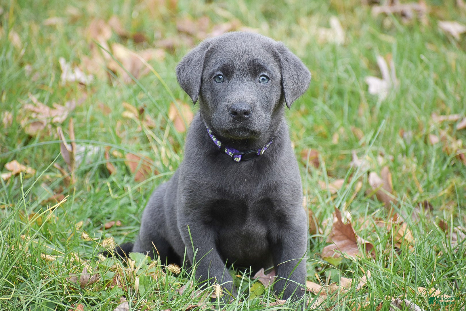 Labrador Retriever dogs Ellie - Ad 28