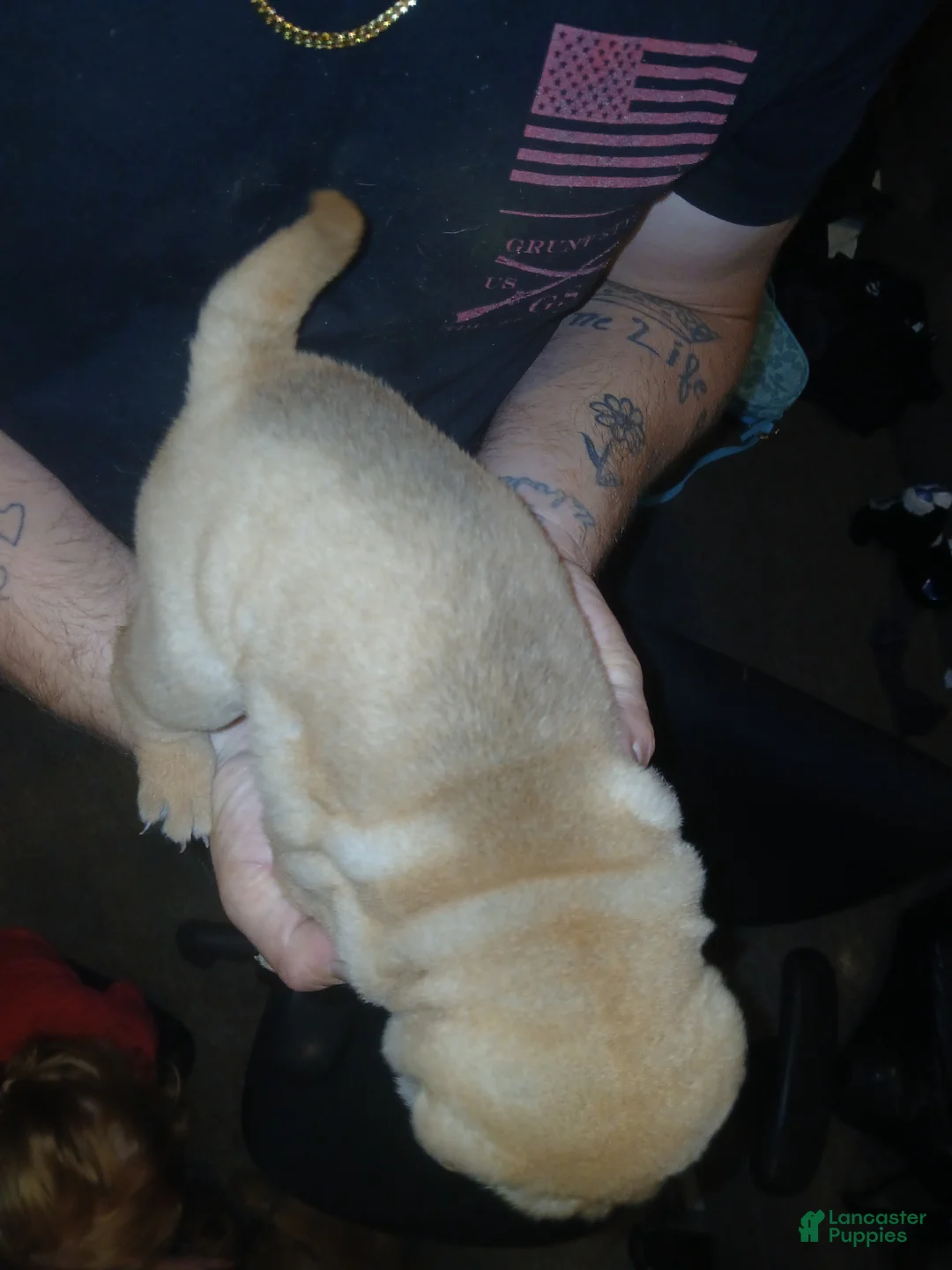 Shar Pei dogs for sale: Shar Pei Puppy 4 - Ad 2