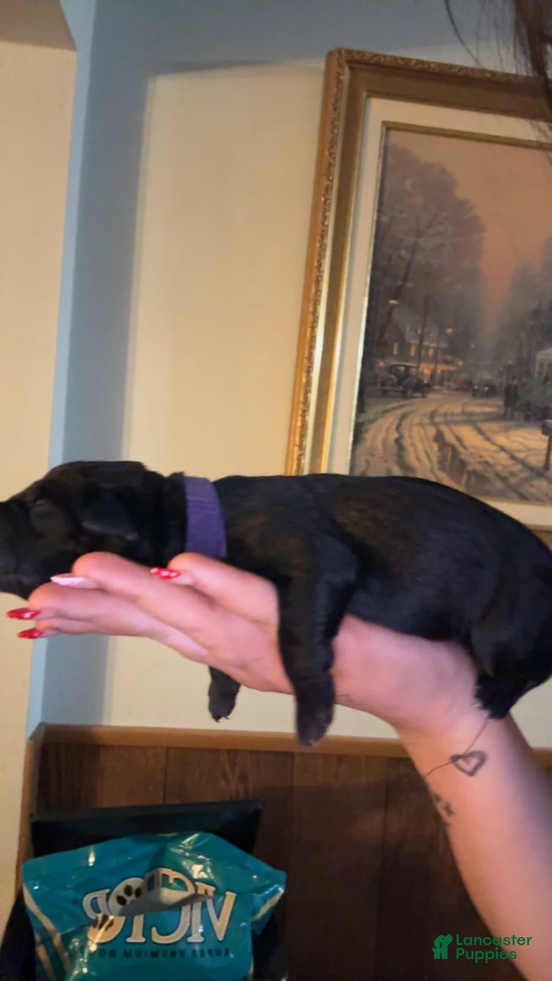 Cane Corso dogs for sale: purple collar  - Ad 1