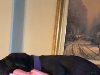 Cane Corso dogs purple collar - Ad 19