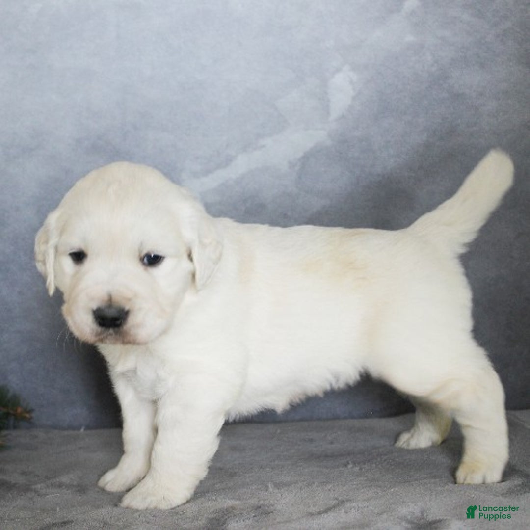 Golden Retriever dogs for sale: Aiden - Ad 3