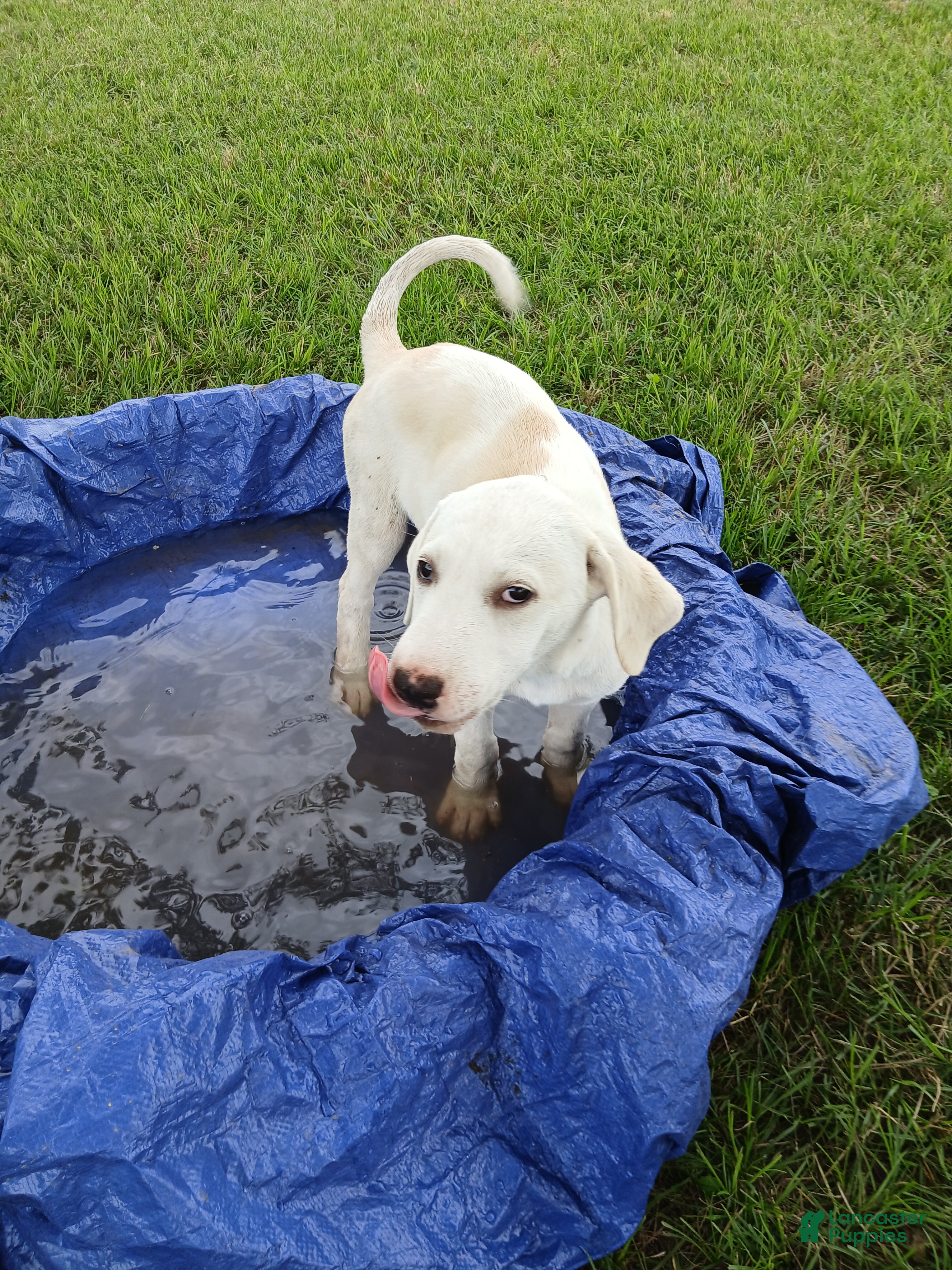 Mixed Breed dogs Angel  - Ad 5