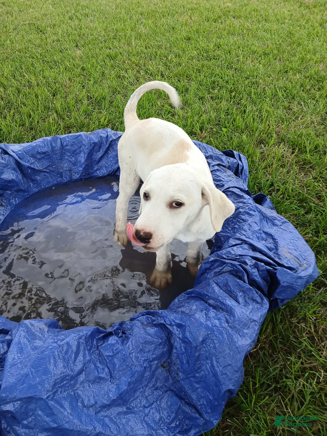 Mixed Breed dogs for sale: Angel  - Ad 1