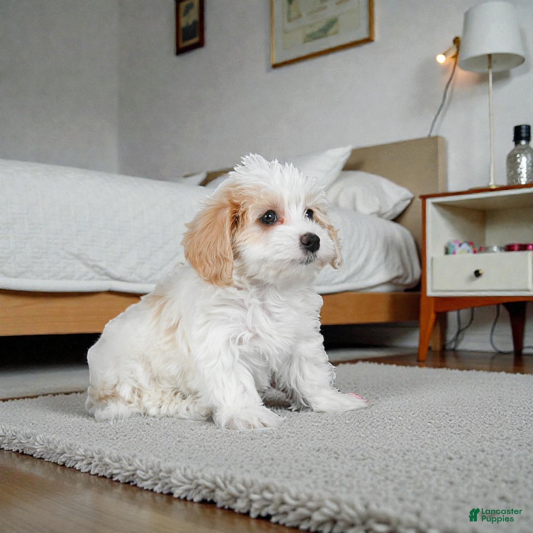 Maltipoo dogs for sale: Bessy - Ad 8