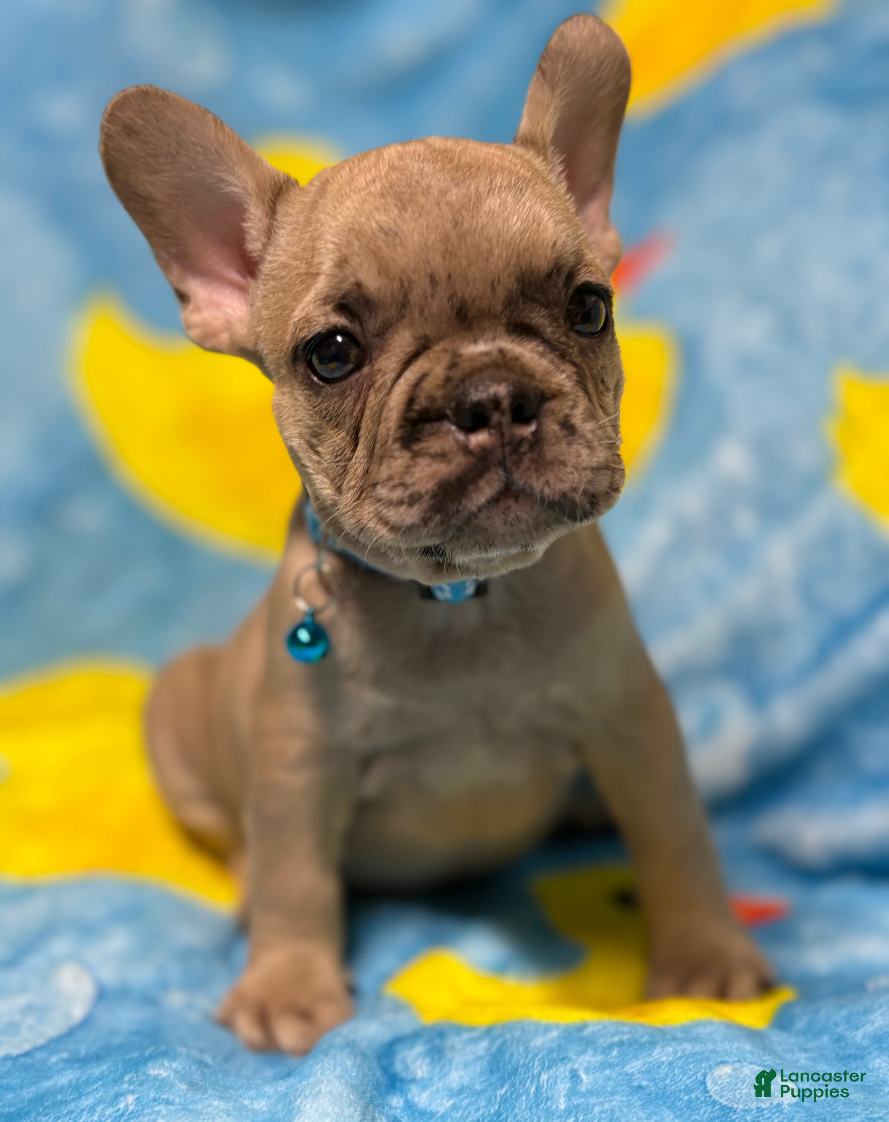 French Bulldog dogs for sale: GIORGI - Ad 1