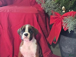 Boxer dogs Blitzen - Ad 18