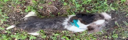 Mixed Breed dogs for sale: Buddy - Ad 5