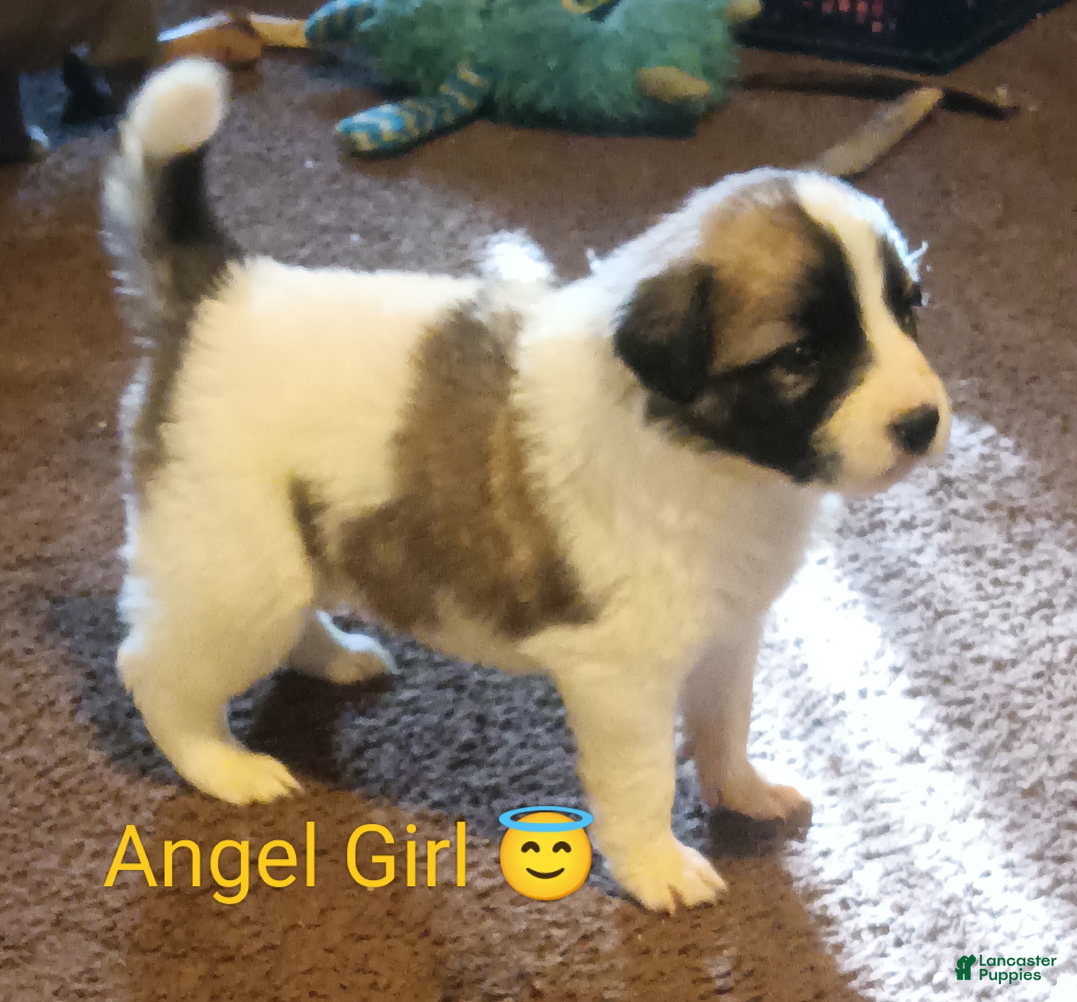 Mixed Breed dogs Angel Girl  - Ad 27