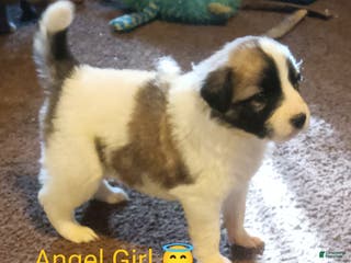 Mixed Breed dogs Angel Girl - Ad 27
