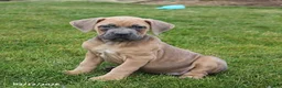 Cane Corso dogs for sale: Gracie - Ad 1