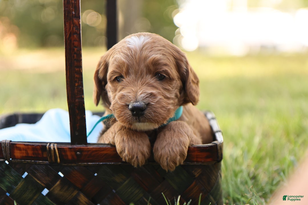 Mini Goldendoodle dogs for sale: Jack - Ad 5