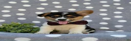 Welsh Corgi Pembroke dogs for sale: Blaze - Ad 4