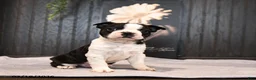 Boston Terrier dogs for sale: Patches - Ad 5
