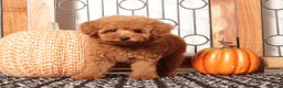Miniature Poodle dogs for sale: Penny Female Miniature Poodle Puppy  - Ad 4