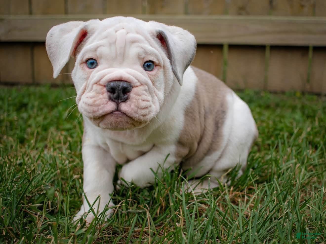 American Bulldog dogs English bull dogs - Ad 24