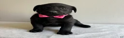 Labrador Retriever dogs for sale: Khloe - Ad 4