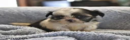 Shih Tzu dogs for sale: Kathlynn - Ad 3