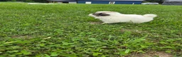 Great Pyrenees dogs for sale: Patrick - Ad 6