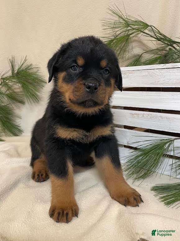 Rottweiler dogs Mr Brown - Ad 21