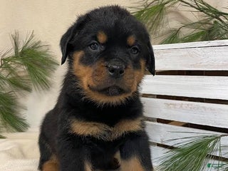 Rottweiler dogs Mr Brown - Ad 21