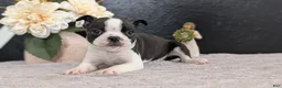 Boston Terrier dogs for sale: Mason - Ad 2